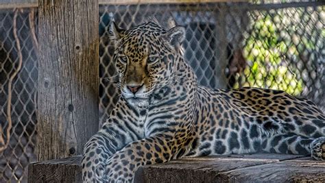 See Rare And Exotic Animals At Wildlife World Zoo Phoenix Arizona