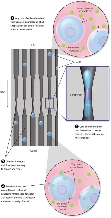 Narrow Straits The Scientist Magazine