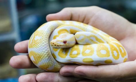 15 Best Pet Snakes For Beginners With Pictures