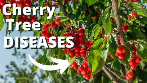 10 Common Cherry Tree Diseases Youtube