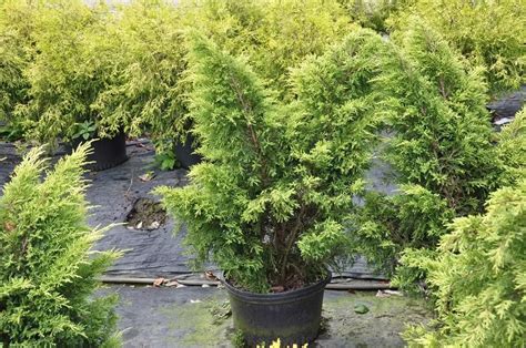 Thuja Occidentalis Seed Bell Garden Companywholesale Plant Seeds