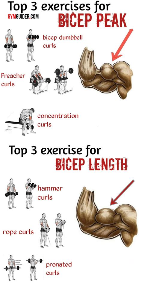 5 Biceps Tips That Build Size No Matter Your Level Of Experience Artofit