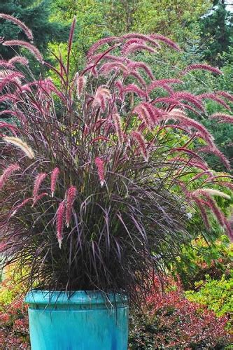 Purple Fountain Grass In Containers
