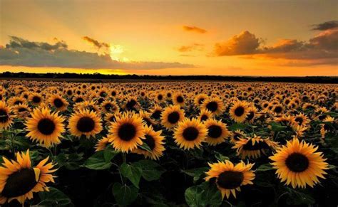 Asombrosas Fotos De Los Campos De Girasoles En México Sunflower