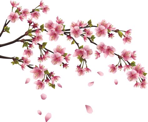 Resultado de imagem para flor de cerejeira png | Flores de cerejeira png image