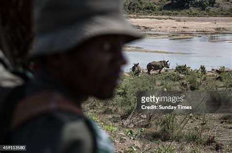 Rhino Poaching At The Kruger Park Photos And Premium High Res Pictures Getty Images