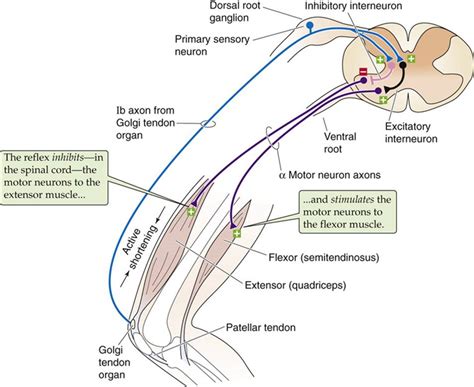 Golgi tendon organs are specialized receptors located in muscle tendons and are innervated by ib muscle afferents. Simple, Stereotyped Responses: Spinal Reflex Circuits - Circuits of the Central Nervous System ...