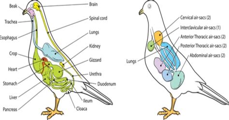 Bird Anatomy All You Need To Know Learn About Nature