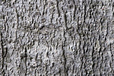 935 Ageing Bark Stock Photos Free And Royalty Free Stock Photos From