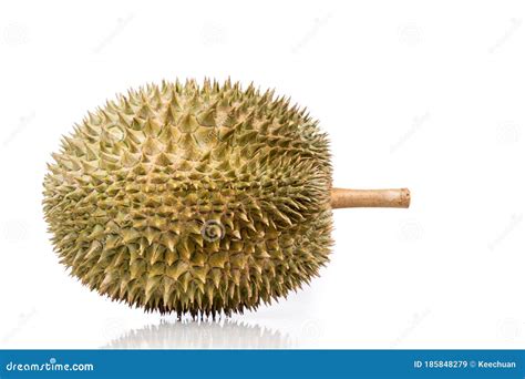 Popular Malaysian Durian D101 Breed Against White Background Stock