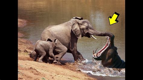 elephant vs hippo best encounters 2020 bull elephant vs angry hippo youtube
