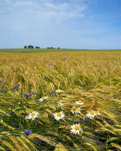 Field Full Of Chamomile Flowers And Wheat With Blue Sky In The