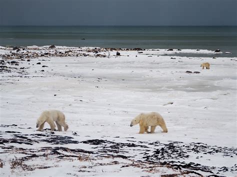 How To See Polar Bears In Churchill A Polar Bear Tour For Your Bucket List
