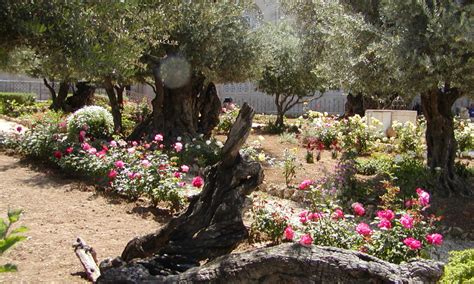 Pictures Of The Garden Of Gethsemane Fasci Garden