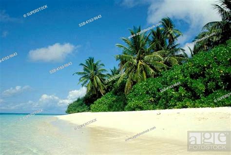 Maldive Islands Indian Ocean Beach Scene With Coconut Palm Trees