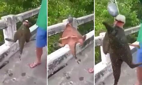 Fisherman Catch Strange Fish With Legs Recorded Footage