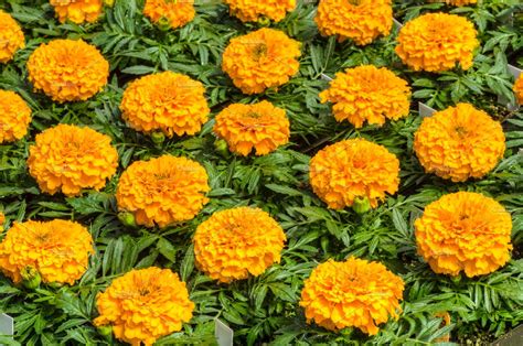 Orange Marigold Flowers High Quality Nature Stock Photos ~ Creative