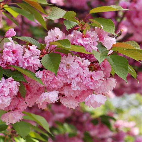 Ornamental Flowering Cherry Japanese Flowering Cherry Kwanzan Prunus Serrulata My Garden Life