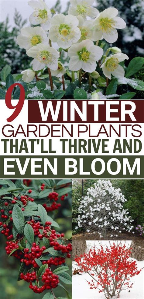 Winter Garden Flowers Want A Winter Garden Design Idea That Actually