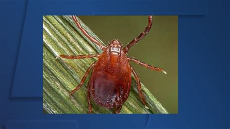 The Notorious Asian Longhorned Tick Spotted In Ohio
