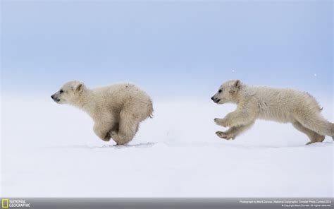 Polar Bear National Geographic Wallpaper Preview