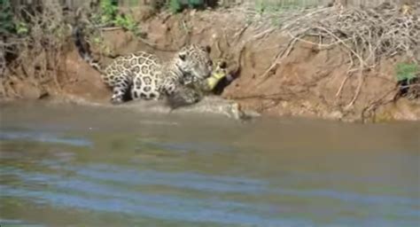 Viral Jaguar Se Lanza Al Agua Para Cazar Un Caimán En Brasil Video