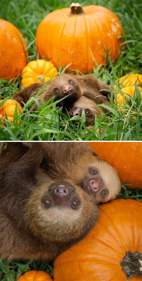 39 Of The Cutest Sloth Pics To Celebrate International Sloth Day