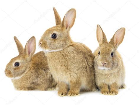 Three Brown Rabbits — Stock Photo © Rusugrig 12743051