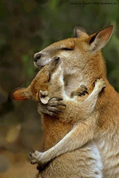 Kangaroo Love Cute Animals Animals Wild Sweet Animals
