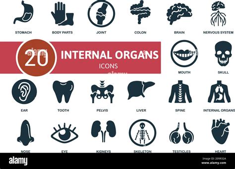 Conjunto De Iconos De órganos Internos Contiene Iconos Editables Tema