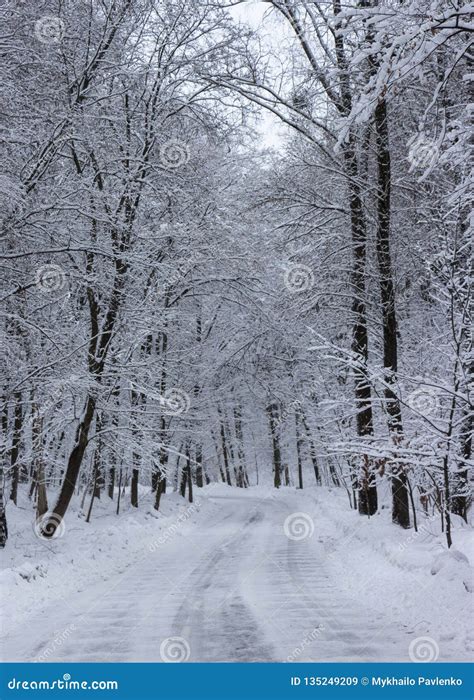 The Road In The Winter Forest And Trees In The Snow On A Cloudy Day