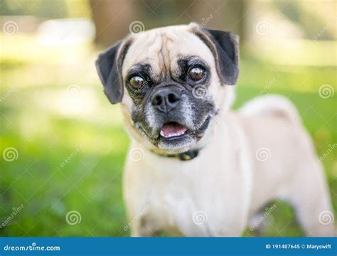A Happy Pug X Beagle Mixed Breed Dog Outdoors Stock Image Image Of