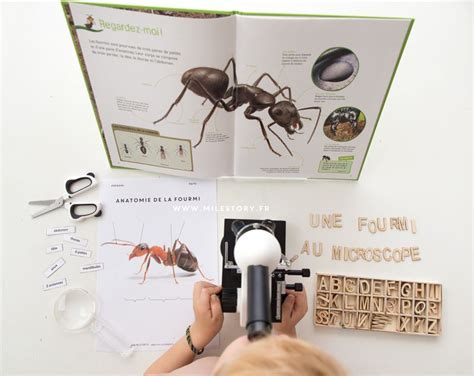 Livres et activités sur les fourmis maternelle – coschooling | Fourmis