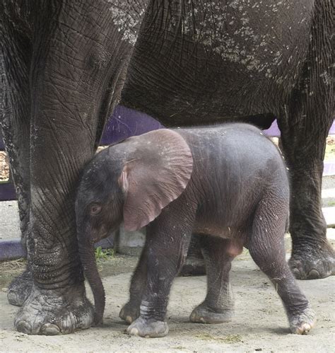 Baby Elephant Receives Warm Welcome At Disneys Animal Kingdom Disney