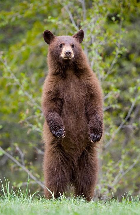 Brown Bear Cub Standing On Hind Legs Photograph By Birdimages Fine Art America