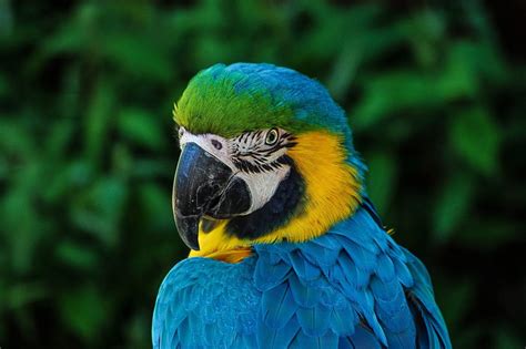 Five Best Huge Parrots To Keep As Petsinteresting Article