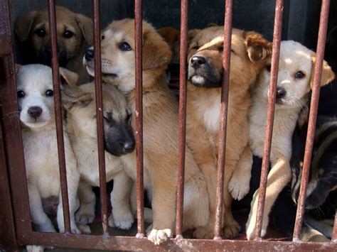 End Animal Cruelty: The #NoMore50 Campaign Aims for Harsher Punishment 