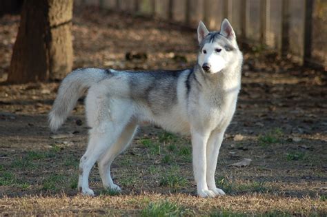 Siberian Husky Dog Breed Facts And Information
