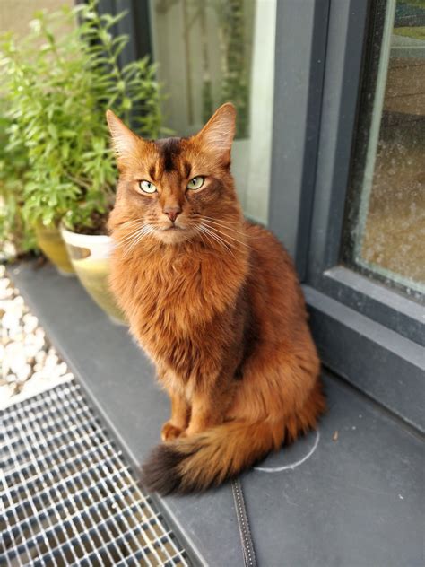 Somaliland sun is the leading independent somaliland news portal for factual and timely news about somaliland and the horn of africa. Our beautiful somali cat, goliath : aww