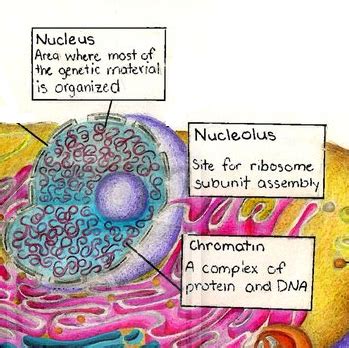 Is nucleolus a plant or animal cell. Gallery What Is Chromatin In An Animal Cell