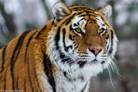 Siberian Tiger By Stéphanie Masson On 500px The Most Majestic Animal