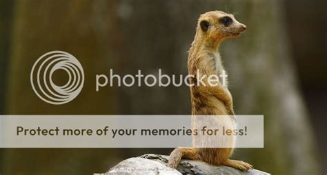 Animal Photography The Meerkat