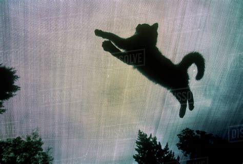 Cats On Trampoline Photographed From Below Stock Photo Dissolve
