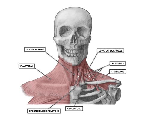 Sternoclavicular Muscle Anatomy