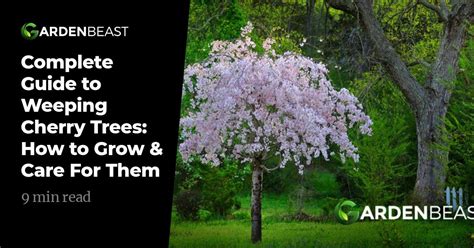 Complete Guide To Weeping Cherry Trees How To Grow And Care For Them Wheeping Cherry Tree Dwarf