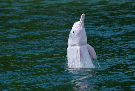 Securing A Future For The Chinese White Dolphin — Wwf Protecting Whales