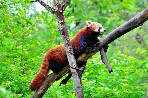 Red Panda On A Tree Stock Image Image Of Panda Tree 183871737