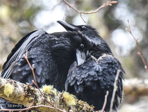 your daily ravens wendy davis photography as seen on facebook 2 8 17 raven bird black
