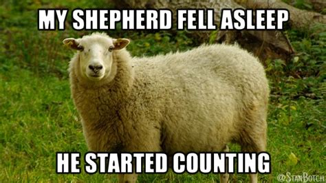 23 Funny Sheep Memes Botch
