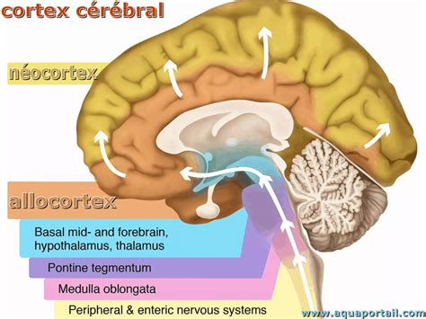 Cortex Cérébral Définition Et Explications